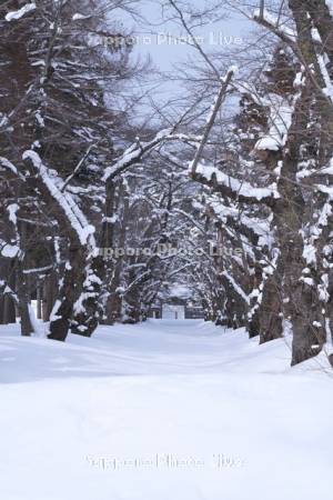 戸切地陣屋跡の桜の木と雪の道