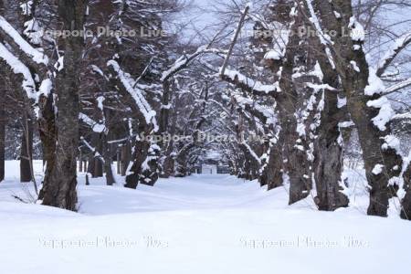 戸切地陣屋跡の桜の木と雪の道