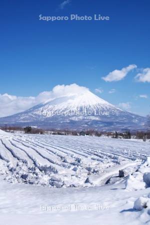 羊蹄山と融雪剤散布の農地