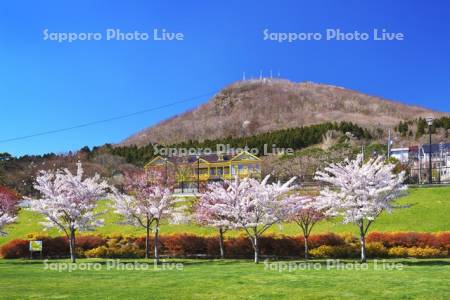 ペリー広場の桜と函館山と旧函館区公会堂