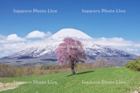望羊の丘の一本桜と羊蹄山