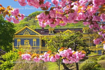 元町公園の桜と旧函館区公会堂と函館山