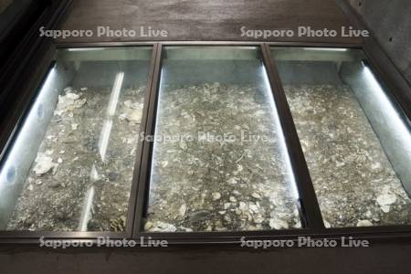 入江貝塚の貝層露出展示
