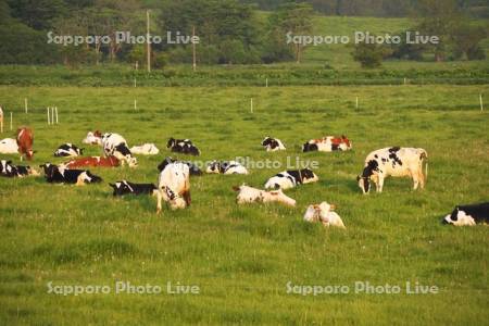 朝の牛の放牧