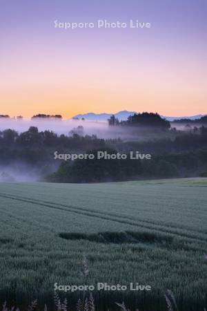 大雪山と麦畑の朝と朝霧