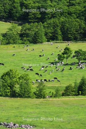 清水町営円山育成牧場の牛の放牧