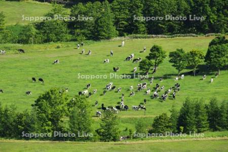 清水町営円山育成牧場の牛の放牧