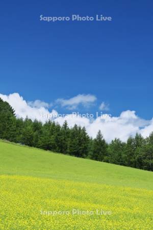 ぶどうヶ丘公園の菜の花と雲