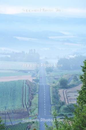 朝霧の田園風景と道