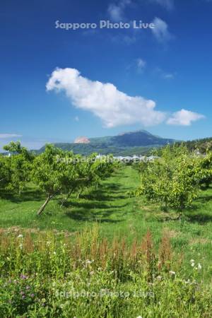 果樹園と昭和新山(左)と有珠山(右)