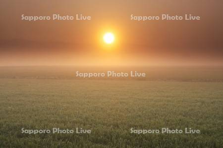 日の出と朝霧の水田
