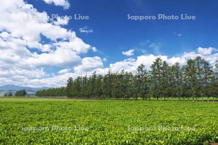 カラマツ林と豆畑と雲