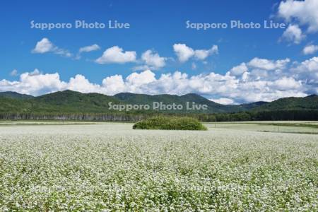 ソバの花　白い絨毯の畑