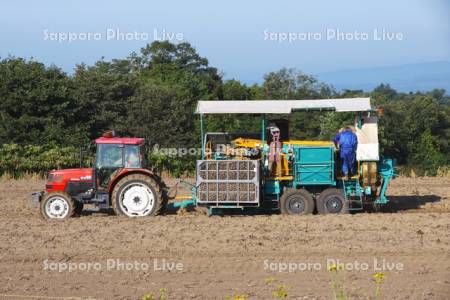 ジャガイモの収穫作業