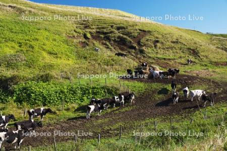 小松牧場の牛の放牧