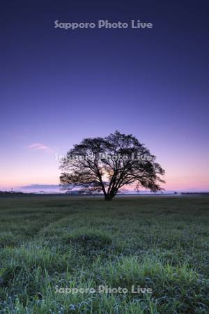 ハルニレの木の朝