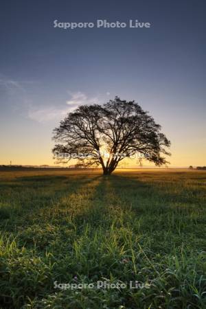ハルニレの木の日の出