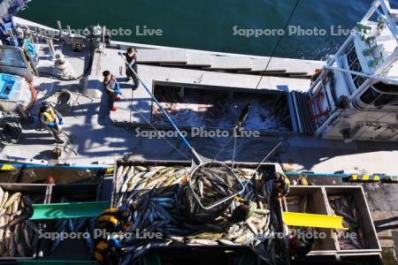 ウトロ漁港のサケの水揚げ作業