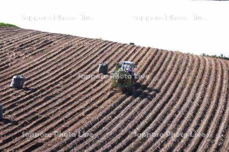 ジャガイモの収穫とトラクター