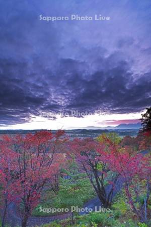 深山峠のさくら園の紅葉と十勝岳連峰(右)の朝