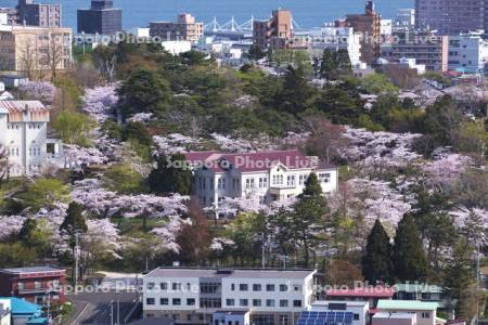 函館公園の桜