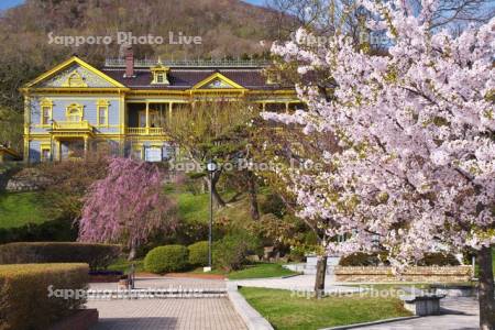 元町公園の桜と旧函館区公会堂と函館山