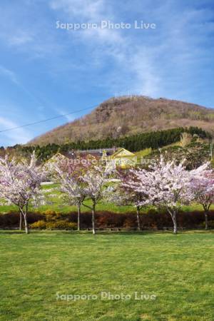 ペリー広場の桜と旧函館区公会堂と函館山