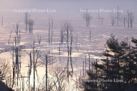 シューパロ湖の朝と立ち枯れの木々
