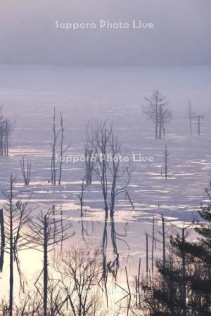 シューパロ湖の朝と立ち枯れの木々