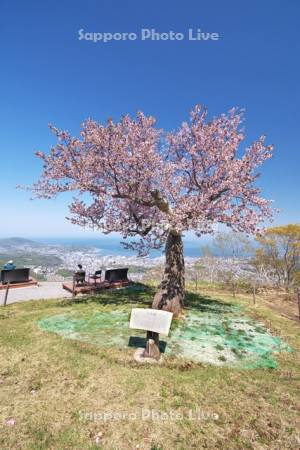 天狗桜と小樽市街地