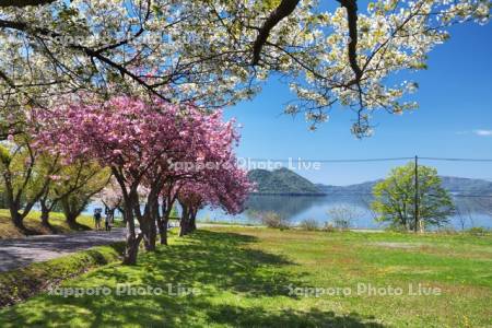 えぼし岩公園の桜と洞爺湖