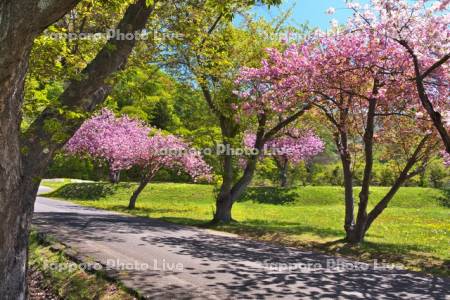 えぼし岩公園の桜