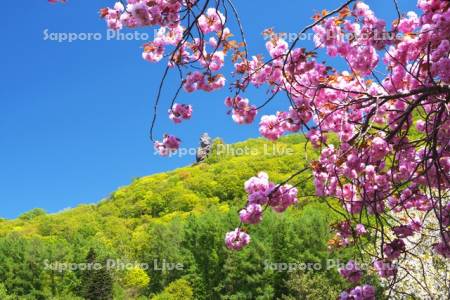 えぼし岩公園の桜とえぼし岩