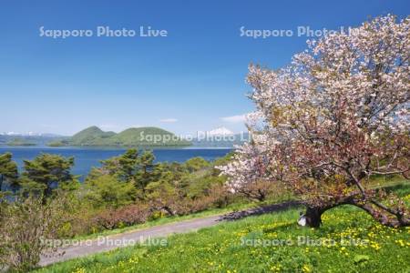 壮瞥公園の桜と洞爺湖と羊蹄山