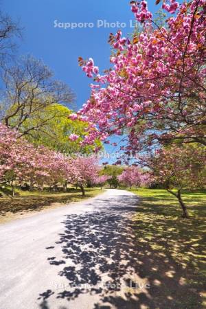 有珠善光寺自然公園の桜
