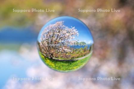 壮瞥公園の桜と洞爺湖