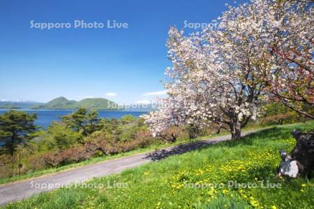 壮瞥公園の桜と洞爺湖と羊蹄山