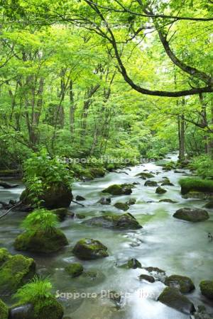 新緑の奥入瀬渓流　三乱の流れ