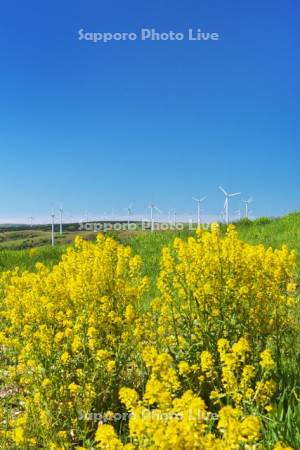 宗谷丘陵の風力発電と菜の花