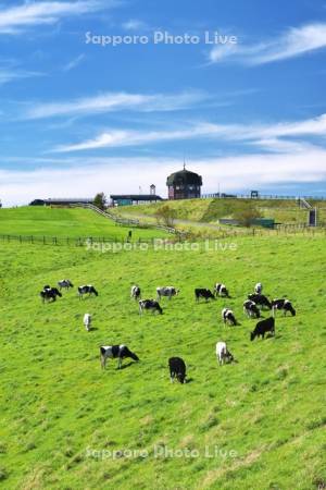 900草原　牛の放牧