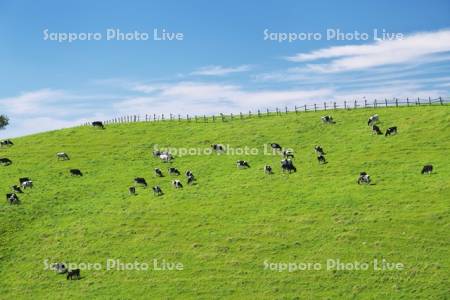 900草原　牛の放牧