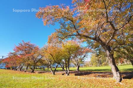 桜の木の紅葉と洞爺湖