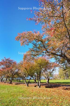桜の木の紅葉と洞爺湖