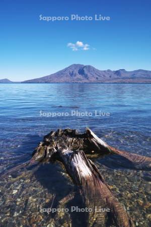 支笏湖と枯れ木と風不死岳