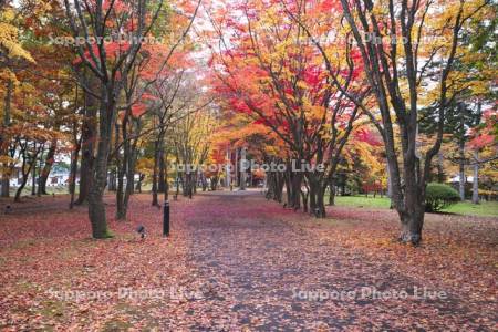 香雪園（見晴公園）の紅葉