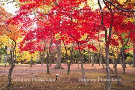 香雪園（見晴公園）の紅葉