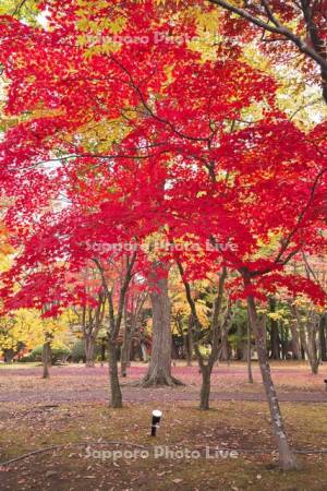 香雪園（見晴公園）の紅葉