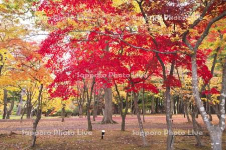 香雪園（見晴公園）の紅葉