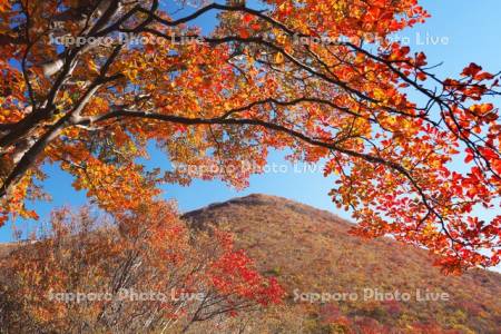恵山つつじ公園と紅葉