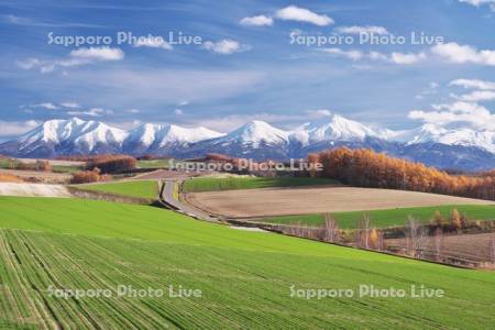 十勝岳連峰とカラマツ林の紅葉